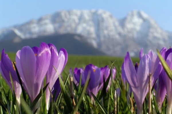 Krokusy