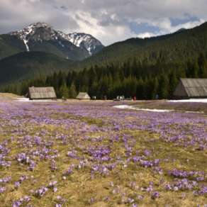 zdjęcia Krokusy Zakopane