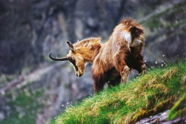 zdjęcia kozica Tatry