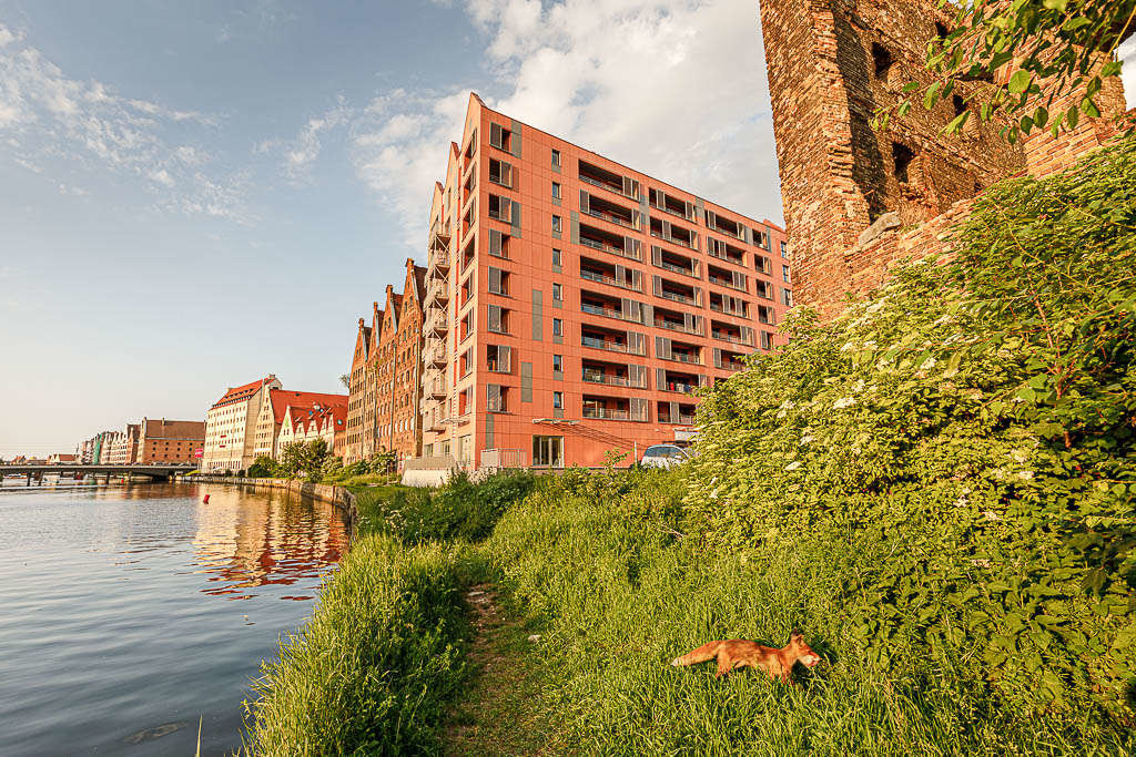 fotografia architektury Gdańsk