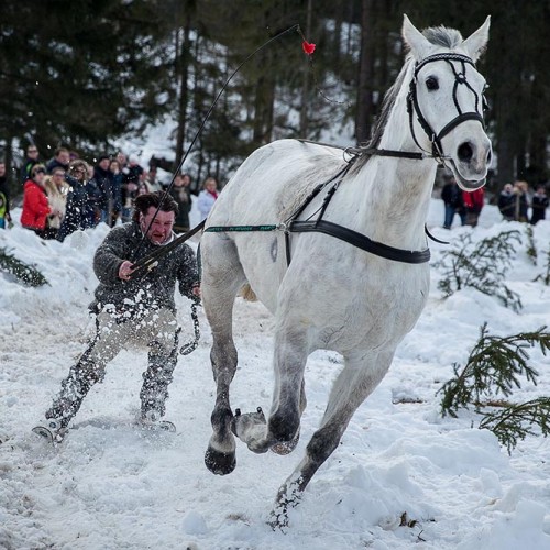 Wyścigi Gazdowskich kumoterek